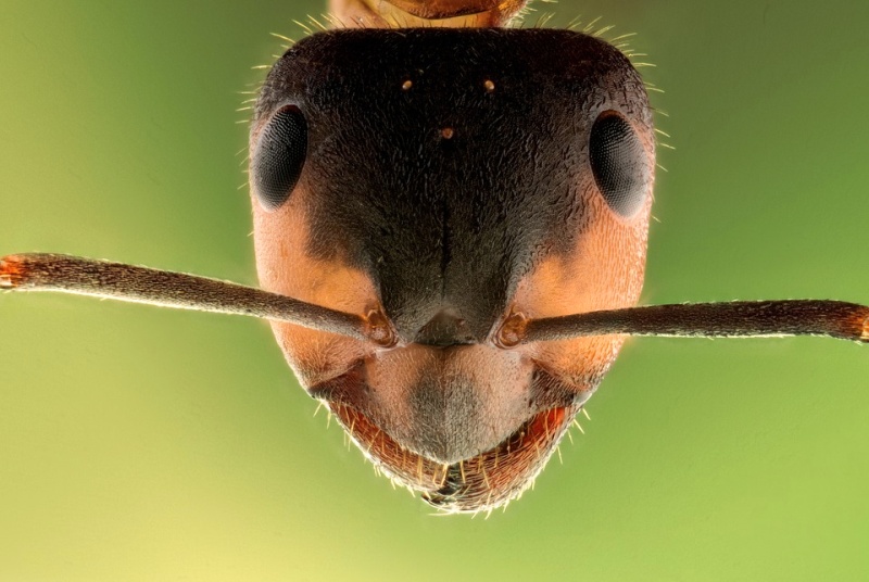 Obrázek mravence